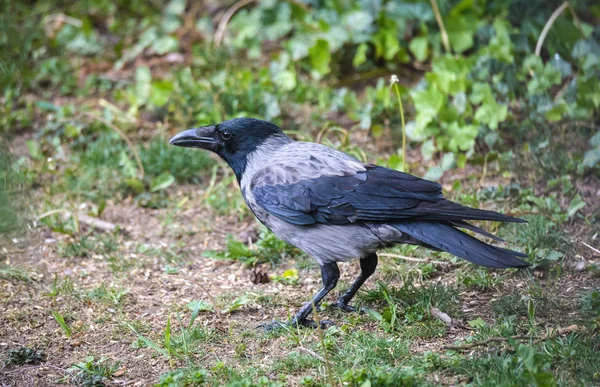 Hoded crow — Stock Photo, Image