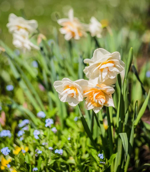 Daffodils — Stock Photo, Image