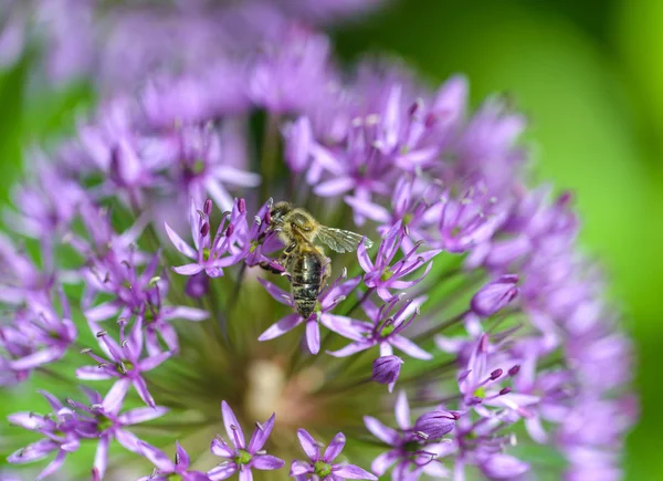 Alium. — Fotografia de Stock