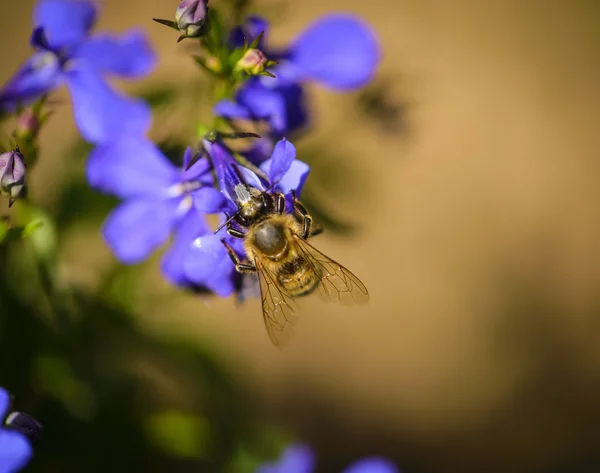 Lobelia — Fotografia de Stock