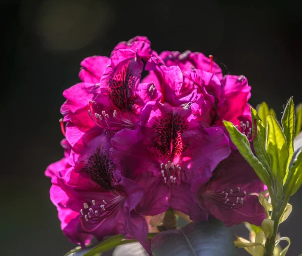 Rododendro — Fotografia de Stock