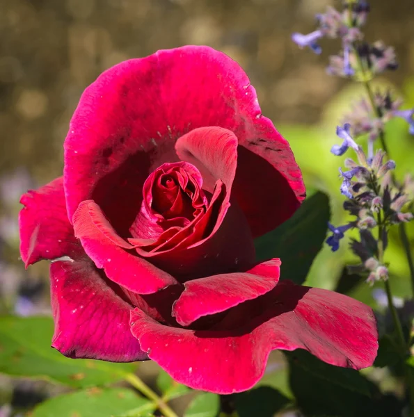 Rosa roja — Foto de Stock