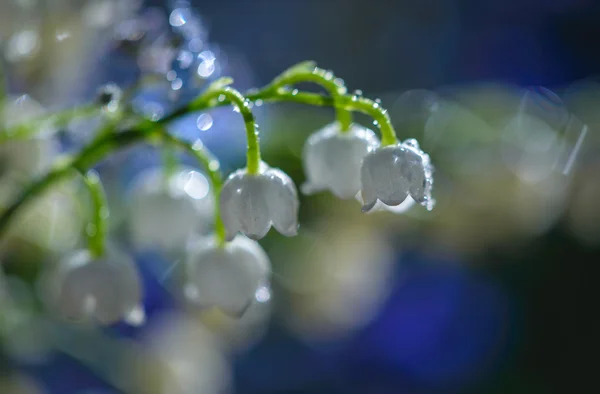 Blommor — Stockfoto