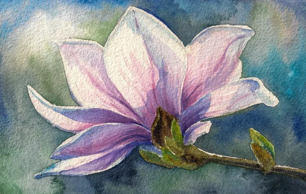 Magnolia — Zdjęcie stockowe