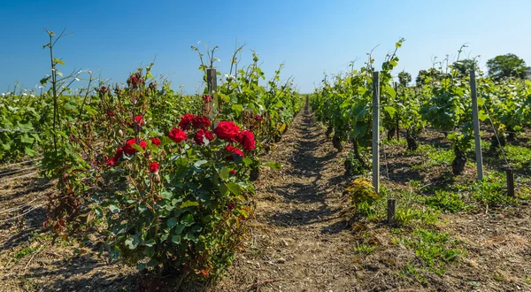 Vineyard — Stock Photo, Image