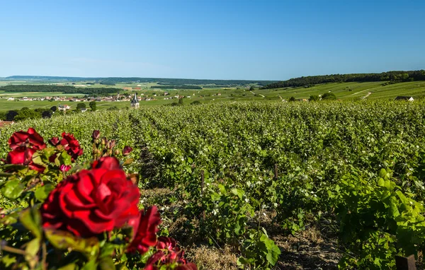 Vineyard — Stock Photo, Image