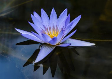 Lotus