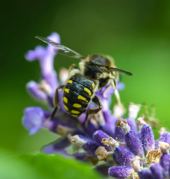 Cortador de hojas Bee —  Fotos de Stock