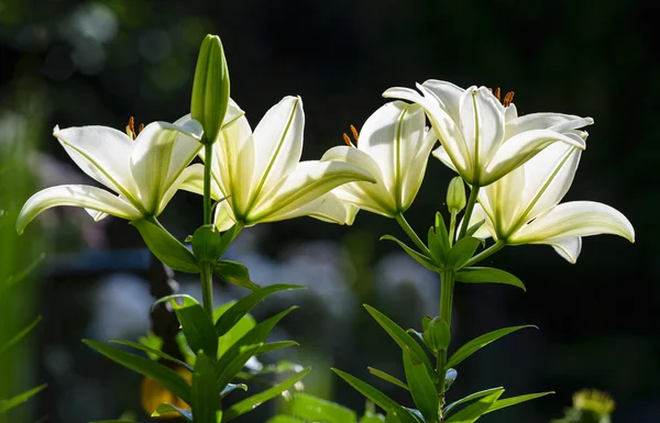 Lilies — Stock Photo, Image