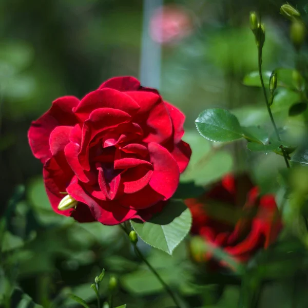 Rosa roja — Foto de Stock