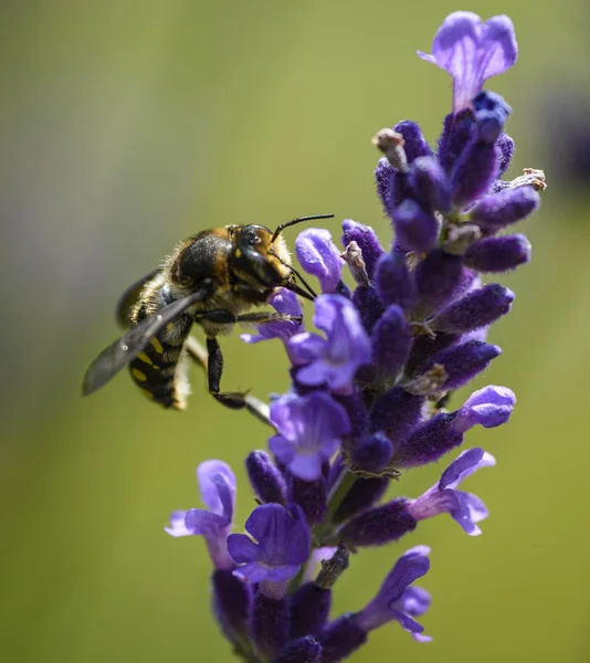 Cortador de hojas Bee — Foto de Stock