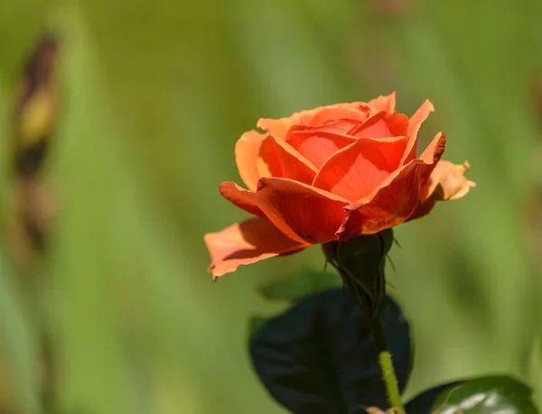 Tea rose — Stock Photo, Image