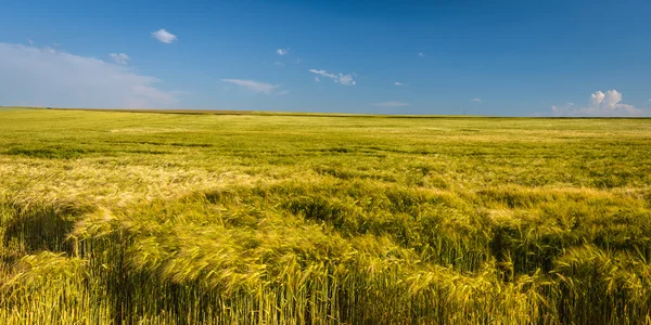 Campo de trigo — Foto de Stock