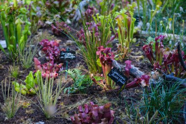 Doğa Sarracenia