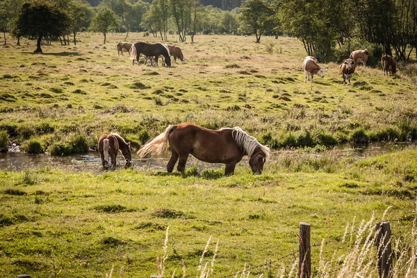 Horses on paddock — Stock Photo, Image