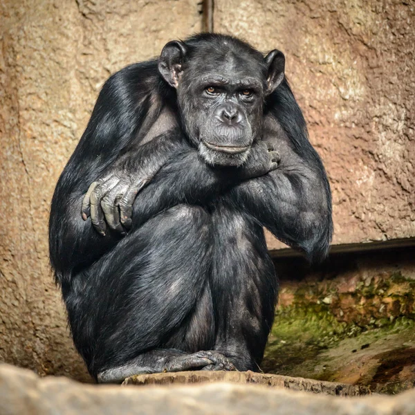 Шимпанзе в зоопарке — стоковое фото
