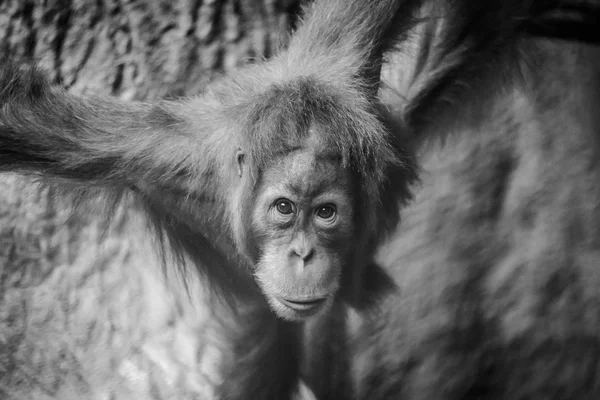 젊은 orang utan — 스톡 사진