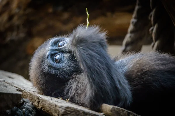 Young,cute chimpanzee — Stock Photo, Image