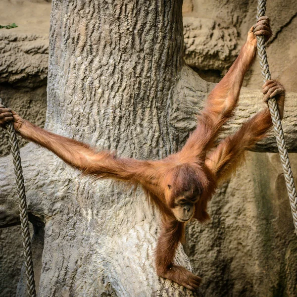 Genç orang utan — Stok fotoğraf