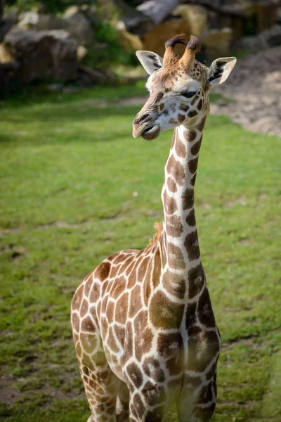 Portrait de girafe — Photo