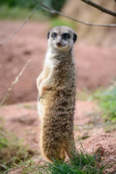 Portret meerkat — Zdjęcie stockowe
