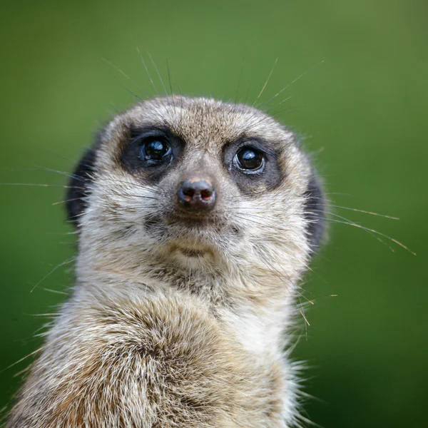 Gesicht des Erdmännchens — Stockfoto