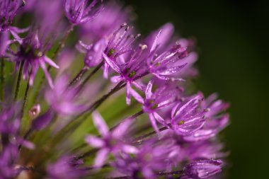 Makro alium çiçek
