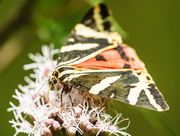Jersey Tiger Butterfly — Stock Photo, Image