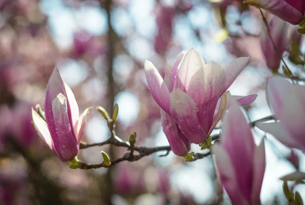 Magnolia in primavera — Foto Stock