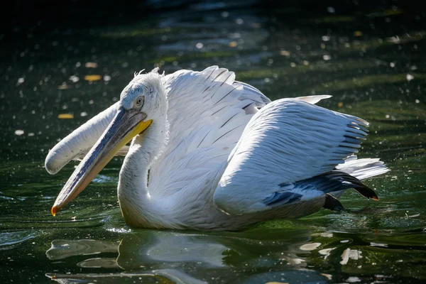 Pelican in acqua — Foto Stock