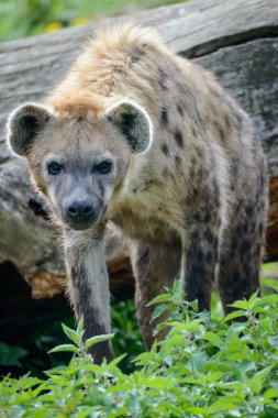 Portrait of spotted hyena clipart