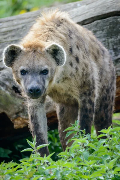 Porträtt av Fläckig hyena — Stockfoto