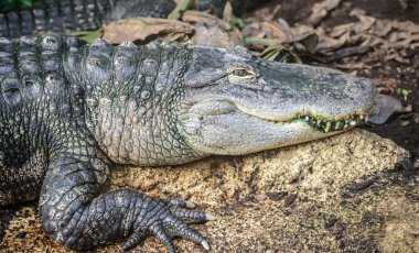 Close up of crocodile clipart