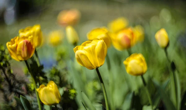 Spring in garden — Stock Photo, Image