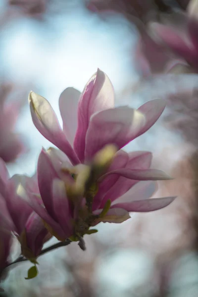 Magnolia in spring — Stock Photo, Image