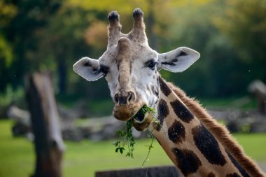 Giraffe eating leaves clipart