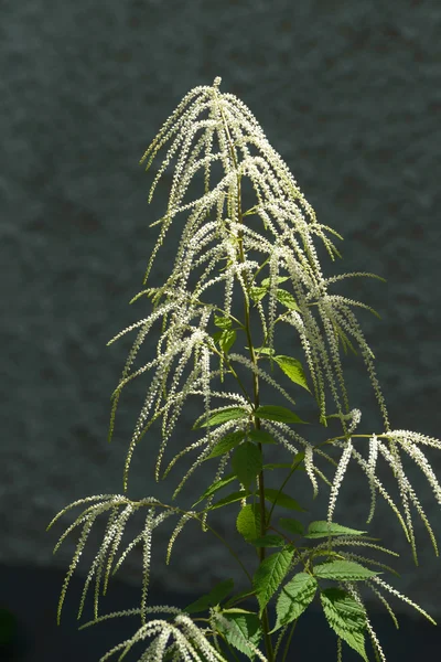 Tige de barbe de chèvre — Photo