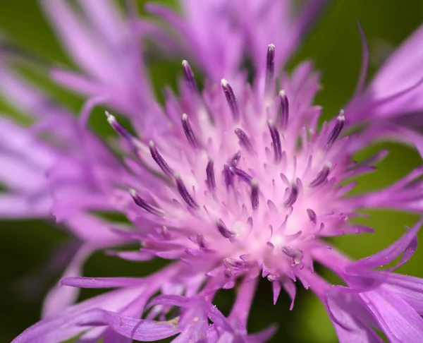 Beautiful pink cornflower — Stock Photo, Image