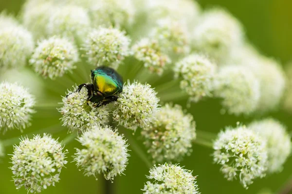 Beetle on flower — Stock Photo, Image