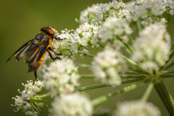 Volar en flor —  Fotos de Stock