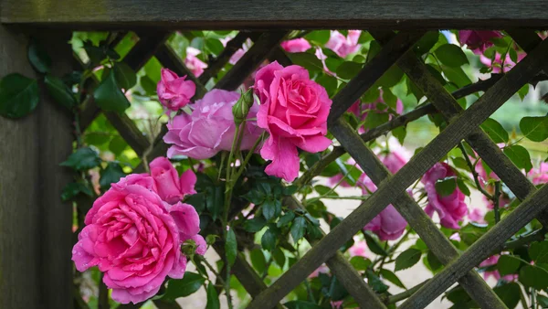 Rosa ros i trädgården — Stockfoto