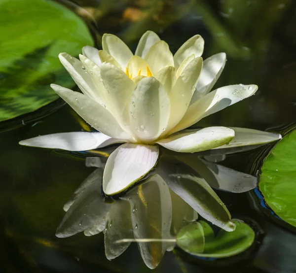 Water lily flower — Stock Photo, Image