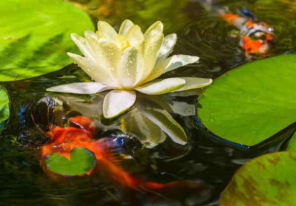 Water lily flower — Stock Photo, Image