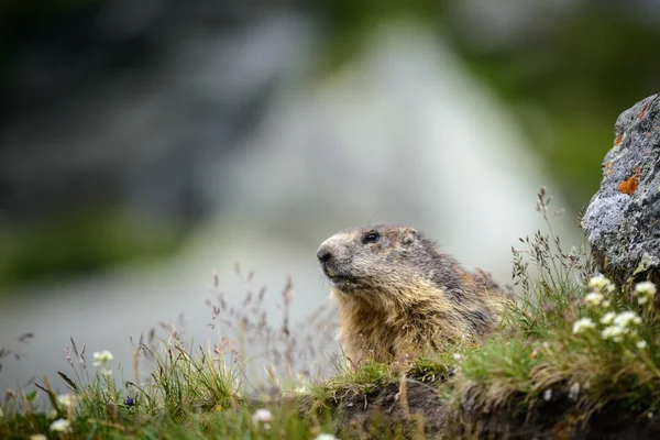 Marmota en la naturaleza — Foto de Stock