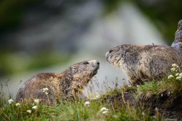 Marmot in de natuur — Stockfoto