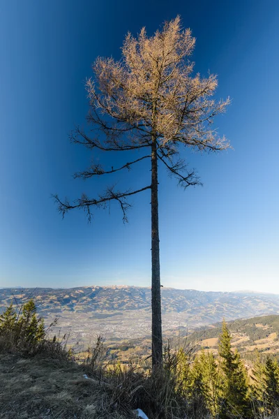 Einzelne Lärche — Stockfoto