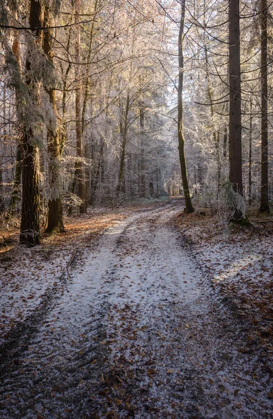 Forêt en hiver — Photo