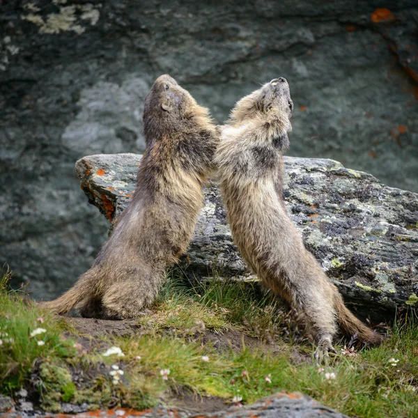 Marmot i naturen — Stockfoto