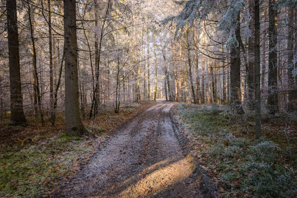 Kışın orman — Stok fotoğraf