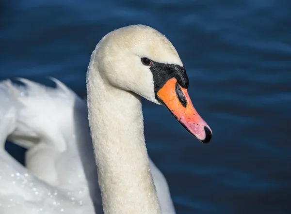 Cabeça de cisne — Fotografia de Stock